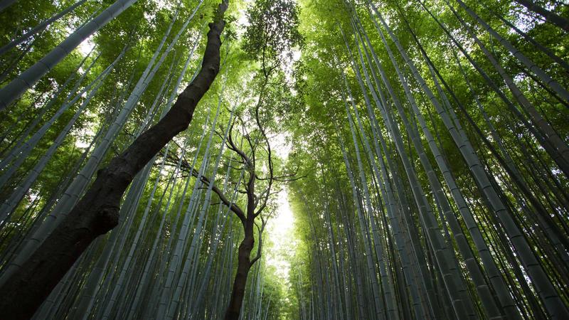 可可影视官网极速解码播放引擎展示